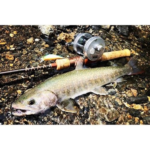 Fenwick FS53CL-3J "Undercut Bank"