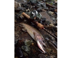 Fenwick FS53CL-3J "Undercut Bank"