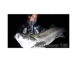 Fishman Brist Comodo 7.5H