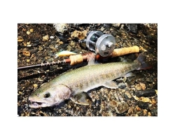 Fenwick FS53CL-3J "Undercut Bank"